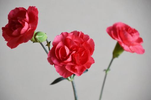 ピンクのカーネーション カーネーション,ピンク,花の写真素材