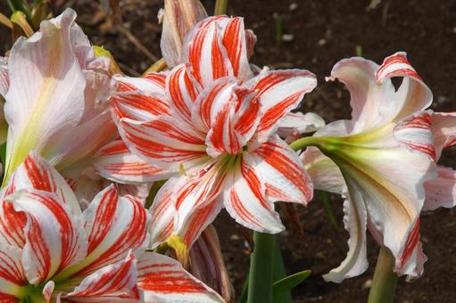 アマリリス アマリリス,amaryllis,hippeastrumの写真素材
