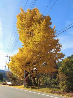 黄色いイチョウの木 秋,紅葉,イチョウの写真素材