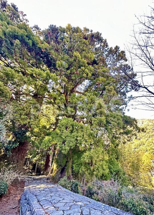 大門坂　那智勝浦町　世界遺産　夫婦杉 冬の山,那智山,大門坂の写真素材