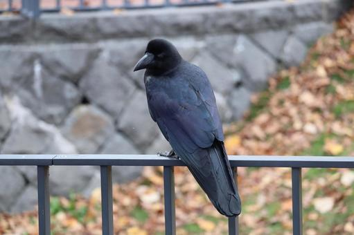 カラス 鳥,野鳥,野生の写真素材