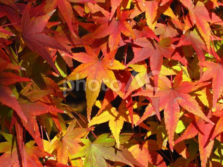 色とりどりのもみじ もみじ,紅葉,秋の写真素材