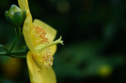 金色に輝く梅の花 金色に輝く梅の花の写真
