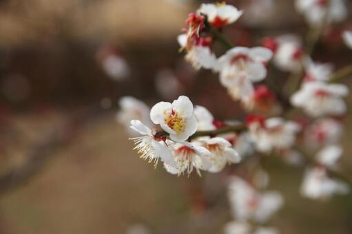 梅の花 梅の花の写真
