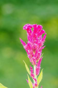 ケイトウ⑻ ケイトウ⑻ 花,ケイトウ,植物の写真素材