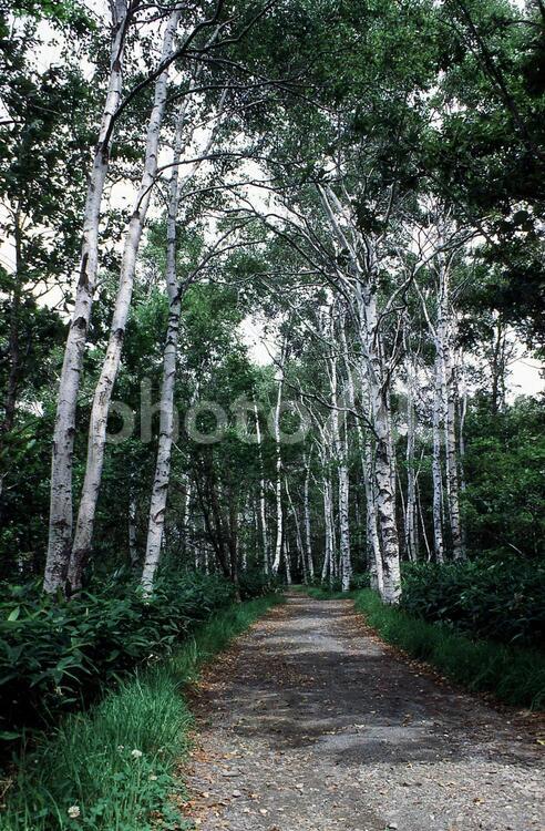 緑の回廊　白樺林 白樺,並木道,白樺林の写真素材