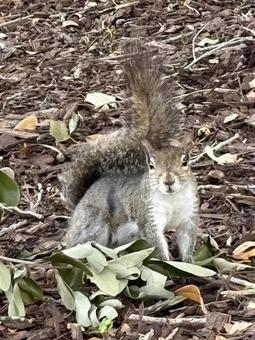 こちらをじっと見るリス こちらをじっと見るリスの写真