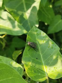 ニクバエの写真