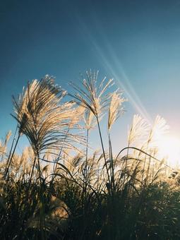 Japanese silver grass, JPG