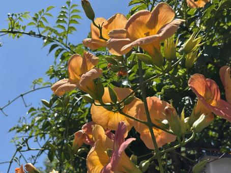 ノウゼンカズラの花。 ノウゼンカズラの花。の写真