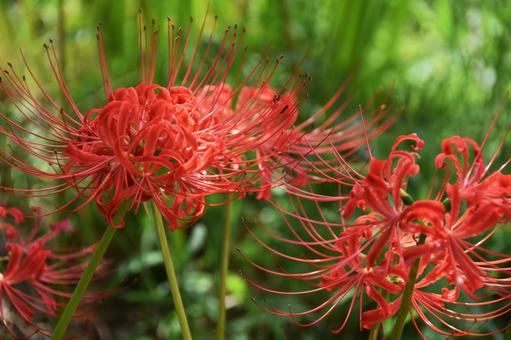 Red spider lily, JPG Red spider lily, JPG