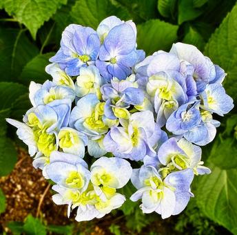 あじさい_2025_19の写真