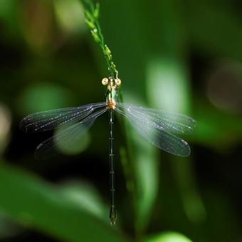 Large Blue Damselfly, JPG Large Blue Damselfly, JPG
