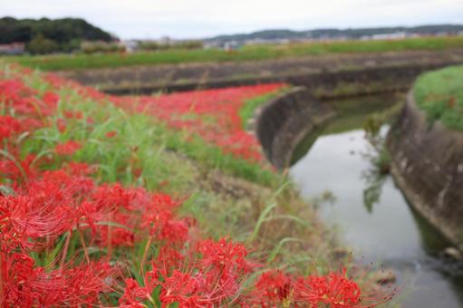 Photo, higambana, cluster amaryllis, licorice, 