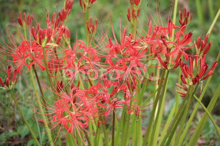 彼岸花 彼岸花,曼珠沙華,花の写真素材