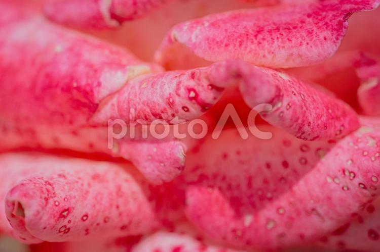 神代植物公園に咲くピンク色のバラ 日本,花,バラの写真素材