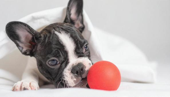 フレンチブルドッグの子犬 フレンチブルドッグの子犬の写真