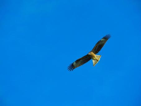 大空を舞うトビ トビ,野鳥,動物の写真素材