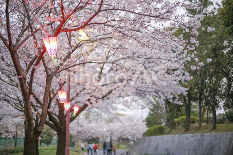 桜並木道と提灯 お花見,桜,提灯の写真素材