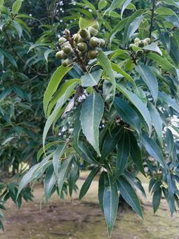団栗 団栗 木の実,茶色,秋の写真素材