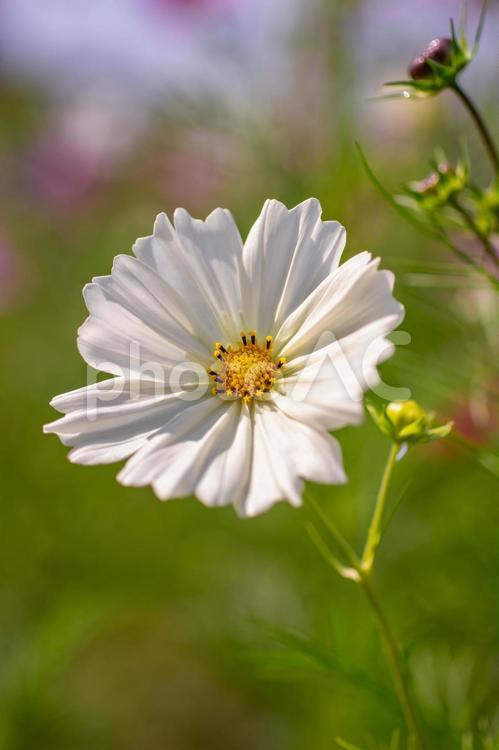 秋の花、白色のコスモス 花,コスモス,コスモス畑の写真素材