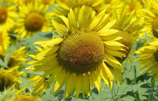 夏の大輪の花・向日葵 夏の大輪の花・向日葵の写真