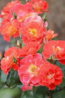 鮮やかなオレンジ色のバラの花 鮮やかなオレンジ色のバラの花 バラ,バラ園,春の写真素材