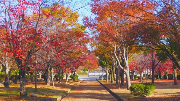 姫路城 千姫ぼたん園 紅葉,もみじ,秋の写真素材