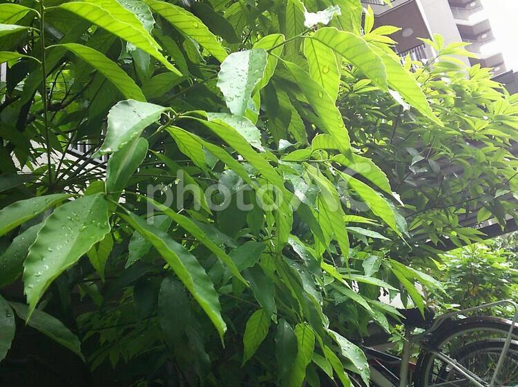 雨に濡れた草 グリーン,梅雨,緑の写真素材