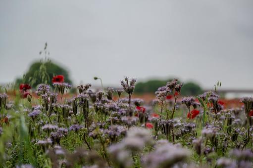 Konosu Flower Festival 2025, JPG Konosu Flower Festival 2025, JPG