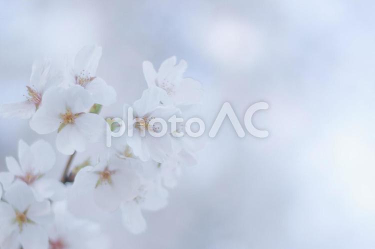 春のイメージ　白い花 春,桜,花の写真素材