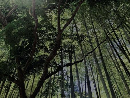 Photo, bamboo forest, bamboo, bamboo shoots, 