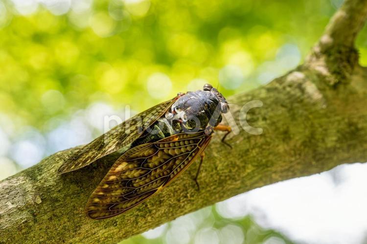 木陰で休むアブラゼミ アブラゼミ,蝉,セミの写真素材