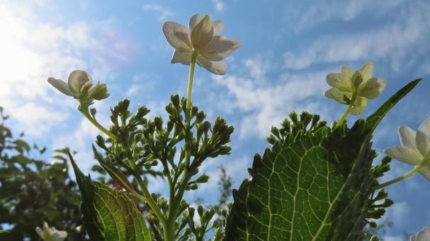 Photo, hydrangea, flower, beautiful, 