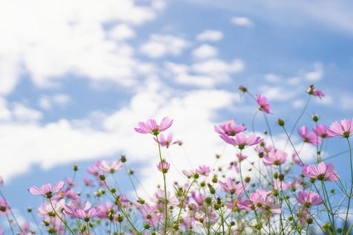 コスモスの花 コスモスの花の写真