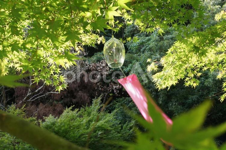 涼の風鈴 夏,森林,森の写真素材