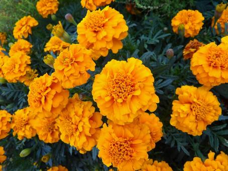 橙色の花 橙色の花の写真