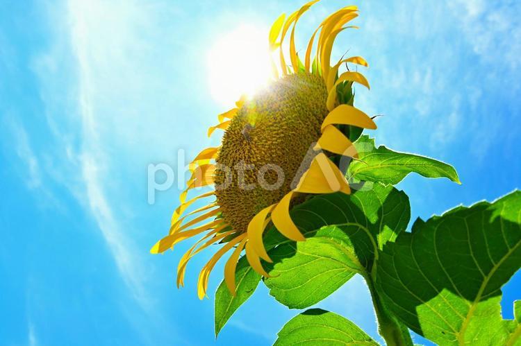 青空とひまわりの花 ひまわり,向日葵,花の写真素材