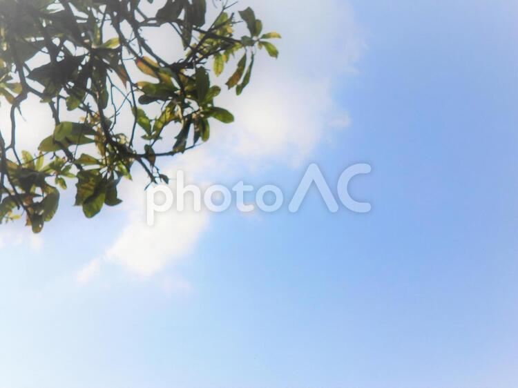 ヤマモモの木と青空 4月,こもれび,さわやかの写真素材