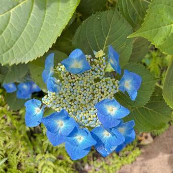 ガクアジサイ ガクアジサイ あじさい,紫陽花,綺麗の写真素材