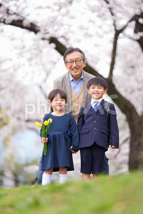 桜の前で手を繋ぐ兄妹と祖父 男の子,女の子,兄妹の写真素材