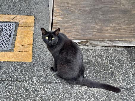 大阪西成で見た黒猫 大阪西成で見た黒猫 黒猫,猫,大阪の写真素材