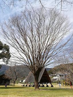 Large deciduous tree, JPG Large deciduous tree, JPG