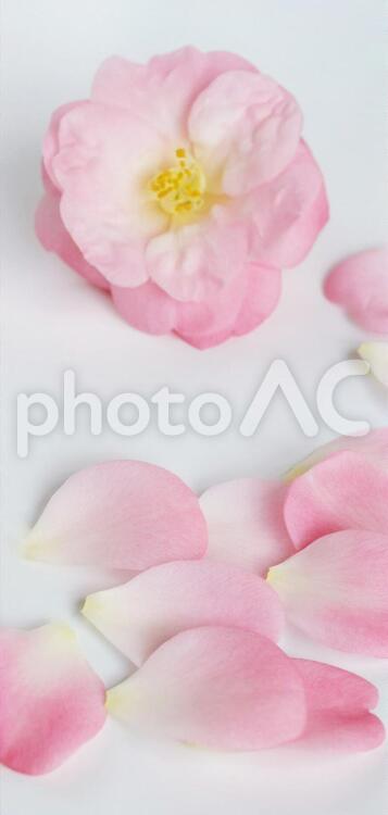 ピンクの椿の花びら、白背景 椿,ツバキ,ピンクの写真素材
