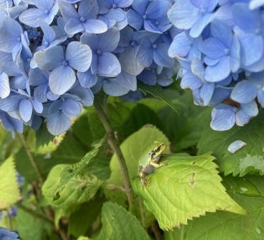 雨上がりの庭 雨上がりの庭 カエル,アジサイ,花の写真素材