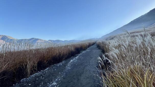 仙石原すすき草原 仙石原すすき草原,すすき,青空の写真素材