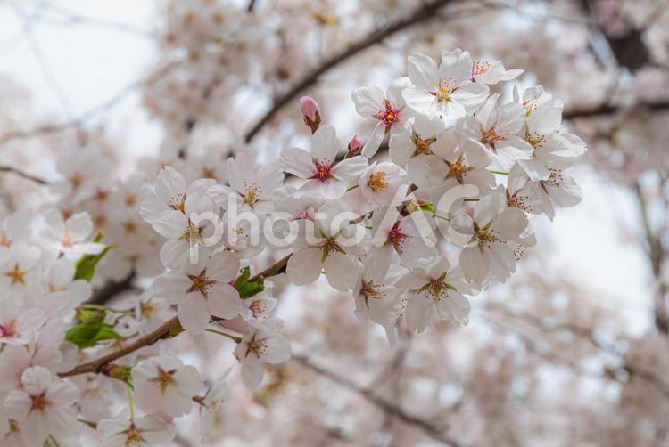 弘前公園の桜 桜,花びら,ソメイヨシノの写真素材