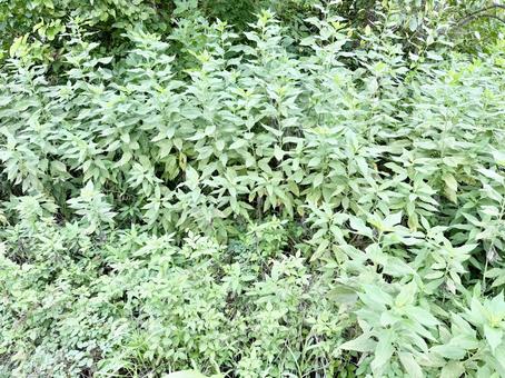 雑草 雑草の写真