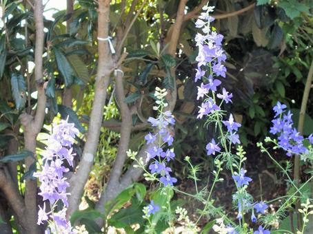 青い可憐な花が咲く5月 青い可憐な花が咲く5月 ブルーの花,青い,オオバナヒエンソウの写真素材