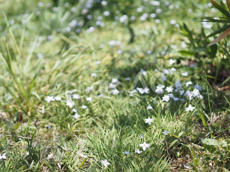 ハナニラの花が咲く緑の風景 ハナニラ,花,野花の写真素材
